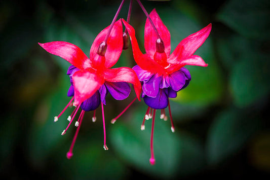 Fuchsia Flower Health Benefit