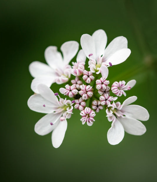 Cilantro Flowers Health Benefit