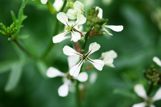 Arugula Flower Health Benefit