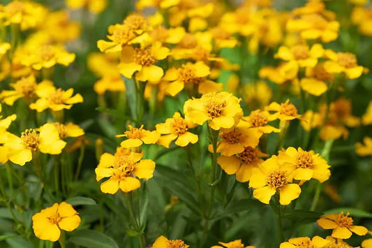 Mexican Mint Marigold Flower Health Benefit