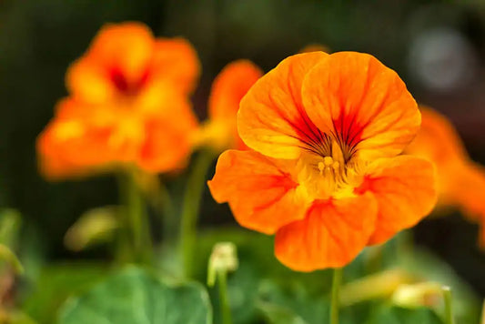 Nasturtium Flower Health Benefits