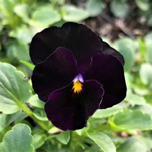 Viola Flowers