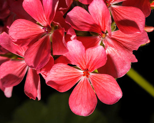 Geranium Flower Health Benefit