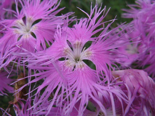 Fringed Dianthus Flower Health Benefit