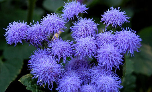 Floss Flower Health Benefit