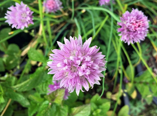 Chive Flowers Health Benefit