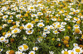 Chamomile Flower Health Benefit