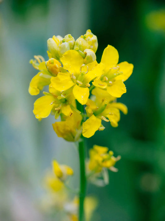 Kale Flowers Health Benefit