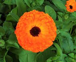 Marigold Calendula Flower Health Benefit