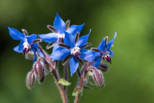 Borage Flowers Health Benefit