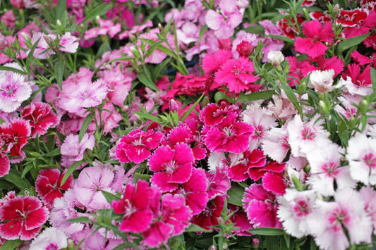 Mini Dianthus Flowers Health Benefit