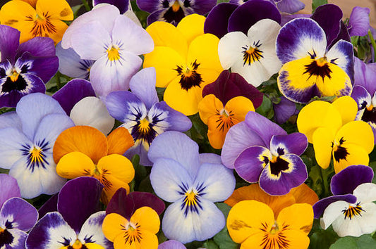 Pansy Flowers Health Benefit