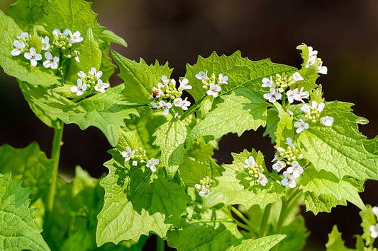 Garlic Mustard Flower Health Benefit