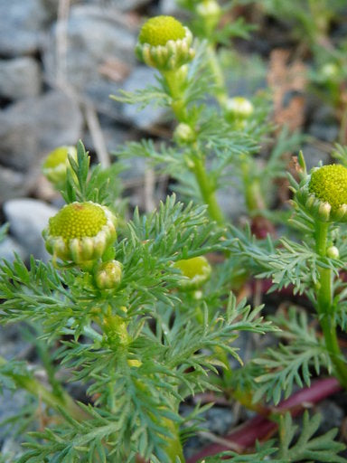 Pineapple Weed Health Benefit