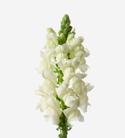 Snapdragon Flower Health Benefit