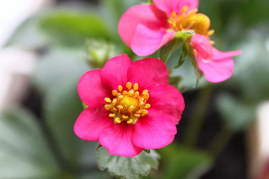 Strawberry Blossom Flower Health Benefit