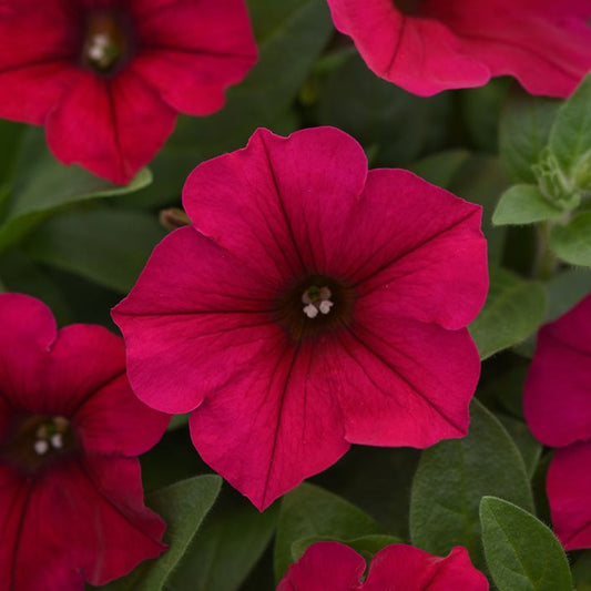 Petunia Flower Health Benefit