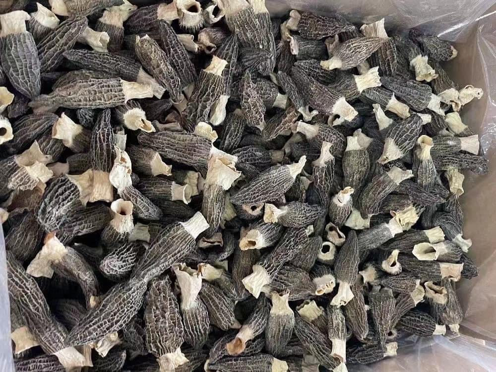 Dried Morel Mushroom 羊肚菌(0.5 LB)